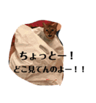小鉄とトラとさくら（個別スタンプ：20）
