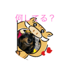ダックスフンドかわいいスタンプ（個別スタンプ：1）