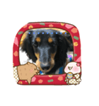 ダックスフンドかわいいスタンプ（個別スタンプ：3）
