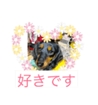 ダックスフンドかわいいスタンプ（個別スタンプ：4）