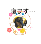 ダックスフンドかわいいスタンプ（個別スタンプ：8）