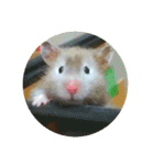 ぽむすたんぷ（個別スタンプ：1）