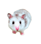 ぽむすたんぷ（個別スタンプ：14）