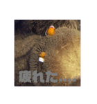 AYUMIRIUM1（個別スタンプ：3）