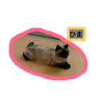 DOG CATS（個別スタンプ：2）