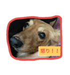 DOG CATS（個別スタンプ：3）