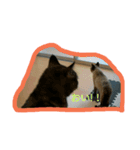 DOG CATS（個別スタンプ：4）