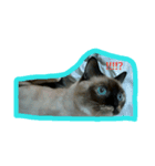 DOG CATS（個別スタンプ：5）