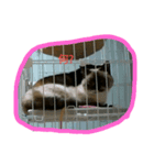 DOG CATS（個別スタンプ：7）