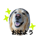 まーりー 4歳の雄です（個別スタンプ：1）