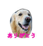 まーりー 4歳の雄です（個別スタンプ：2）