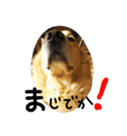 まーりー 4歳の雄です（個別スタンプ：5）