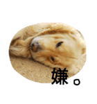 まーりー 4歳の雄です（個別スタンプ：11）