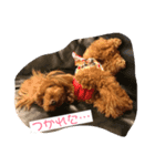 プードル日和（個別スタンプ：2）