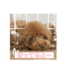 プードル日和（個別スタンプ：5）