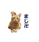ねこのぽんたくん日常会話～やさぐれ編～（個別スタンプ：2）