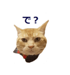 ねこのぽんたくん日常会話～やさぐれ編～（個別スタンプ：3）