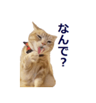 ねこのぽんたくん日常会話～やさぐれ編～（個別スタンプ：4）
