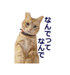 ねこのぽんたくん日常会話～やさぐれ編～（個別スタンプ：5）