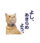 ねこのぽんたくん日常会話～やさぐれ編～（個別スタンプ：6）