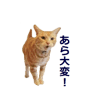 ねこのぽんたくん日常会話～やさぐれ編～（個別スタンプ：9）