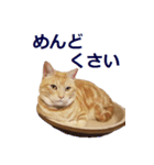 ねこのぽんたくん日常会話～やさぐれ編～（個別スタンプ：10）
