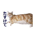 ねこのぽんたくん日常会話～やさぐれ編～（個別スタンプ：12）
