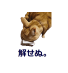 ねこのぽんたくん日常会話～やさぐれ編～（個別スタンプ：14）