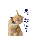 ねこのぽんたくん日常会話～やさぐれ編～（個別スタンプ：15）