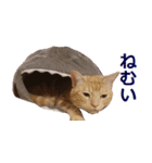 ねこのぽんたくん日常会話～やさぐれ編～（個別スタンプ：17）