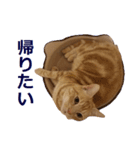 ねこのぽんたくん日常会話～やさぐれ編～（個別スタンプ：19）