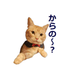 ねこのぽんたくん日常会話～やさぐれ編～（個別スタンプ：20）