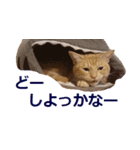 ねこのぽんたくん日常会話～やさぐれ編～（個別スタンプ：21）