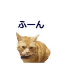 ねこのぽんたくん日常会話～やさぐれ編～（個別スタンプ：22）