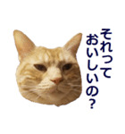 ねこのぽんたくん日常会話～やさぐれ編～（個別スタンプ：23）