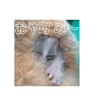ノロマな道化師の愉快な日々（個別スタンプ：5）