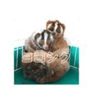ノロマな道化師の愉快な日々（個別スタンプ：16）