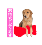 ゴールデンのニコの日常＆やさしい敬語1（個別スタンプ：13）