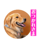 ゴールデンのニコの日常＆やさしい敬語1（個別スタンプ：14）