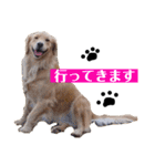 ゴールデンのニコの日常＆やさしい敬語1（個別スタンプ：27）