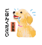 ゴールデンのニコの日常＆やさしい敬語1（個別スタンプ：31）