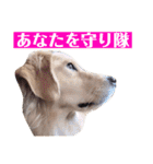 ゴールデンのニコの日常＆やさしい敬語1（個別スタンプ：34）