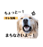 ゴールデンのニコの日常＆やさしい敬語1（個別スタンプ：37）