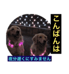 ゴールデンのニコの日常＆やさしい敬語1（個別スタンプ：40）
