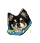 RinRanSabubu（個別スタンプ：13）