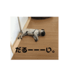 RinRanSabubu（個別スタンプ：38）
