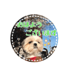 シーズー・エメちゃん①（個別スタンプ：1）