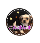 シーズー・エメちゃん①（個別スタンプ：3）