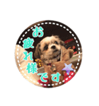 シーズー・エメちゃん①（個別スタンプ：5）