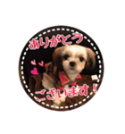 シーズー・エメちゃん①（個別スタンプ：6）